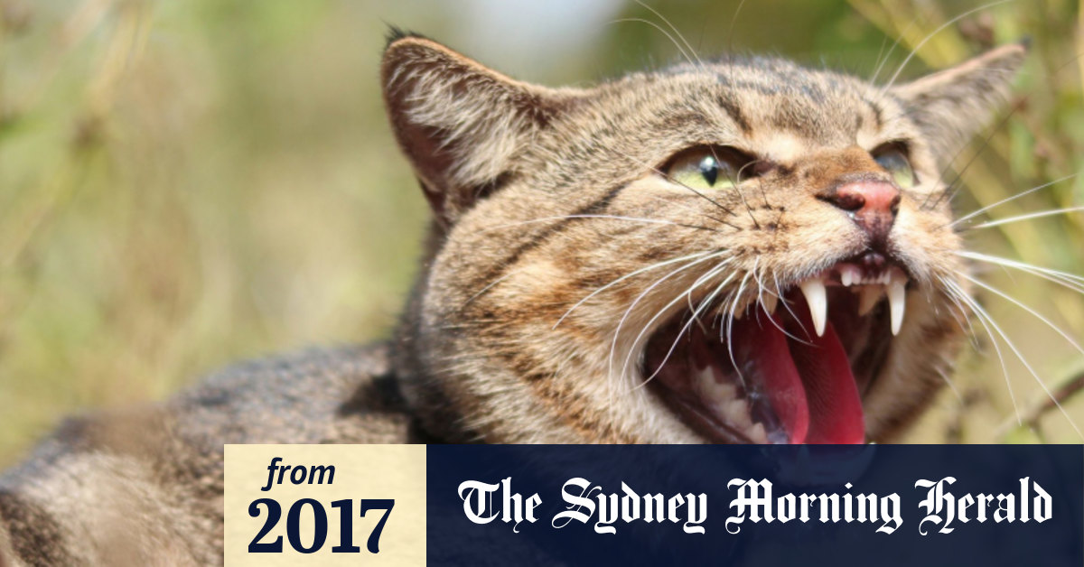 War on feral cats Australia aims to cull 2 million